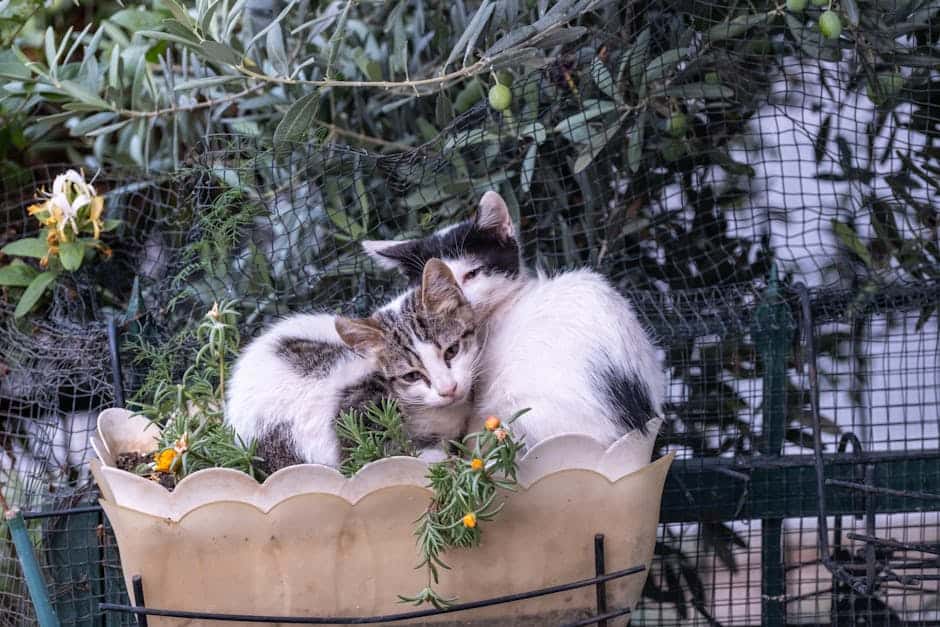 Charming kittens nestled in a garden planter among flowers in Bornova, İzmir.
