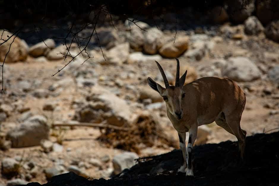 A wild ibex stands under a tree in En Gedi, Israel, showcasing natural beauty.