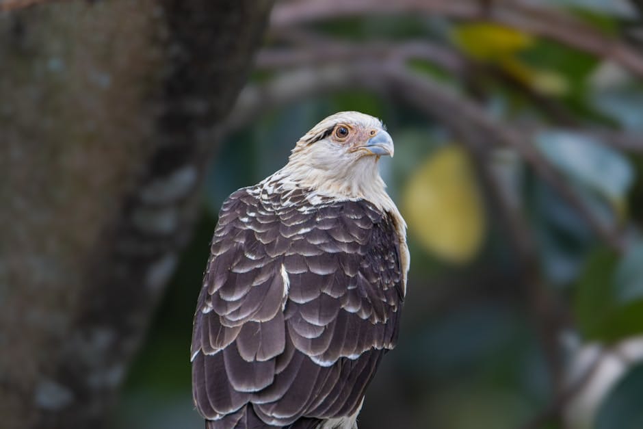Close-up of a Crested Caracara perched in the wild, showcasing its detailed plumage.